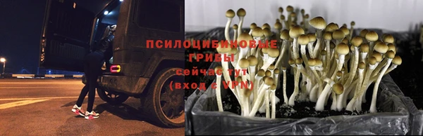 шишки Бронницы